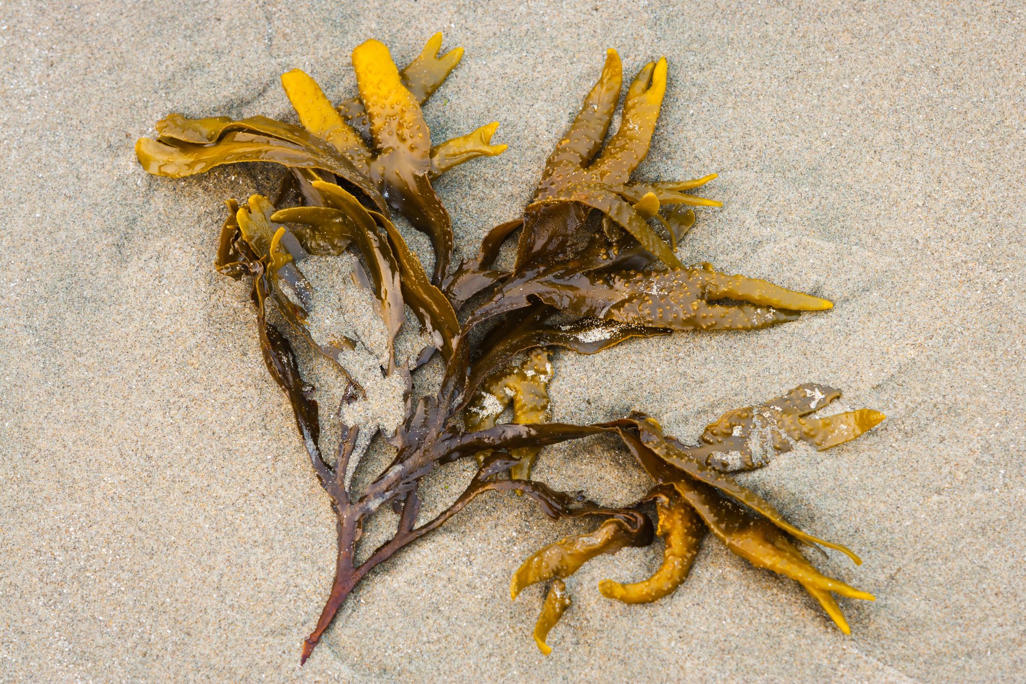 #BigSummerEnergy Series: Regenerative Ocean Farming with Superfood, Kelp
