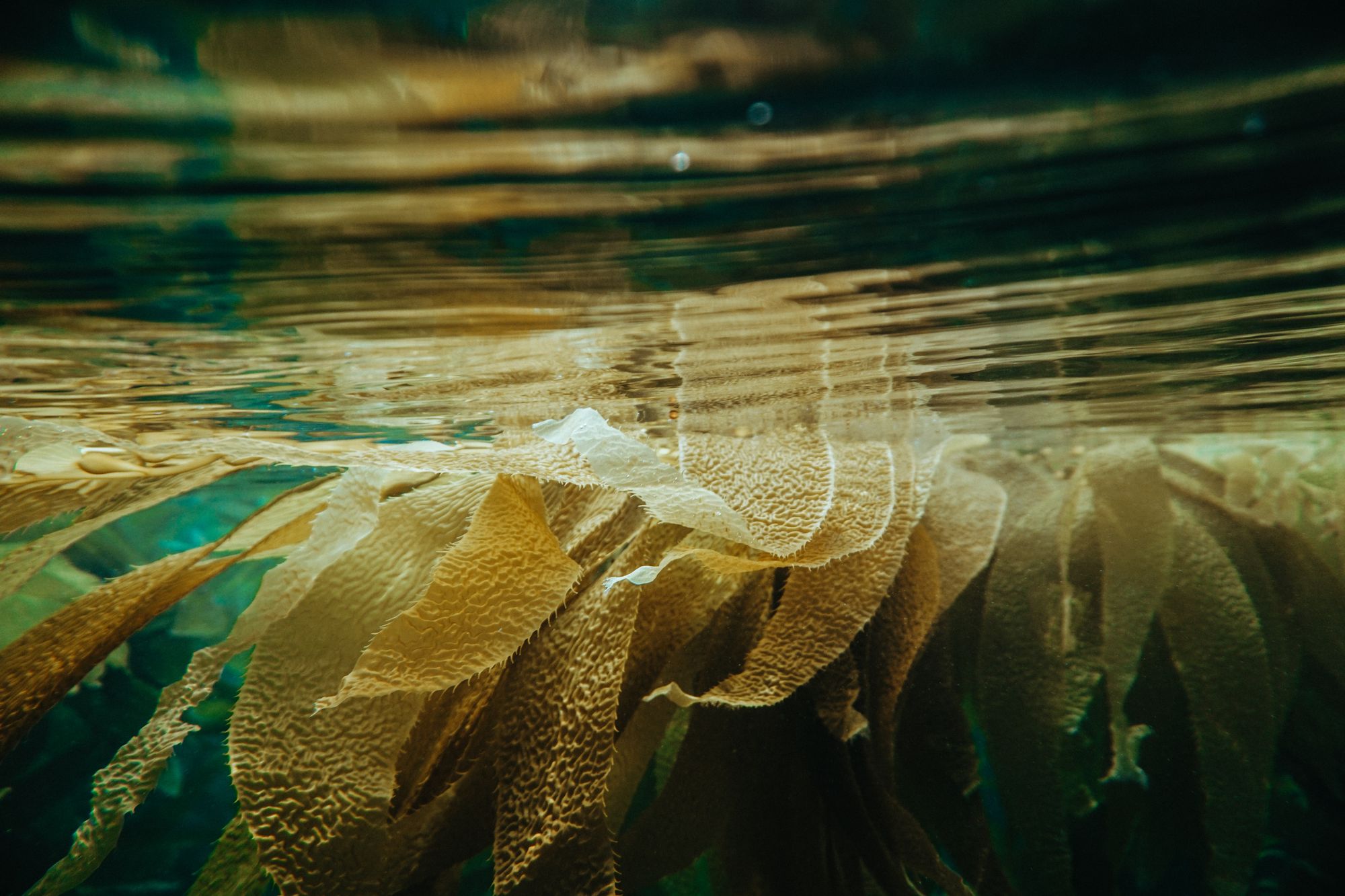 #BigSummerEnergy Series: Regenerative Ocean Farming with Superfood, Kelp