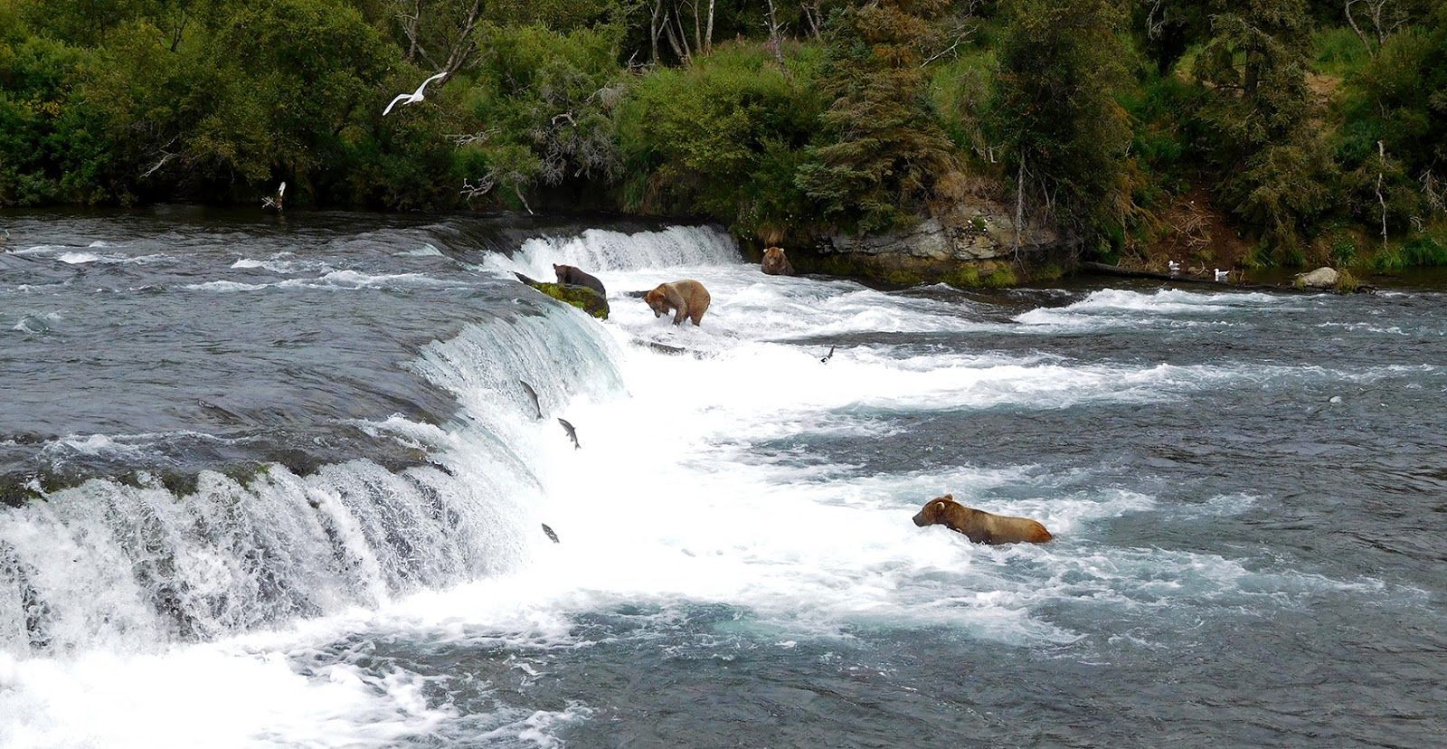 KATMAI NATIONAL PARK: EVERYTHING YOU NEED TO KNOW